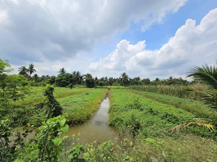 ที่ดิน 800000 ปทุมธานี หนองเสือ บึงบา